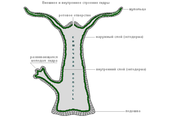 Как зайти на blacksprut blacksprute com