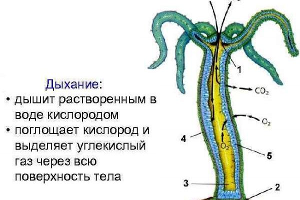 Блекспрут через тор