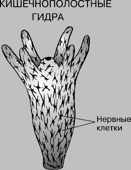 Блэкспрут ссылка тор blacksprute com